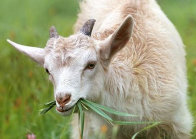 goat-lamb-little-grass-144240