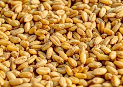 wheat-grain-agriculture-seed-54084