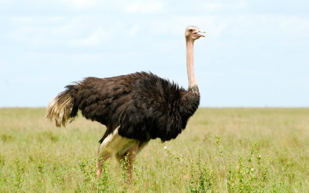 Requirements for Ostrich Farming in Pakistan