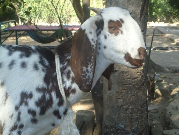 Goat Farming Products
