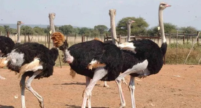 The Market For Ostrich Products