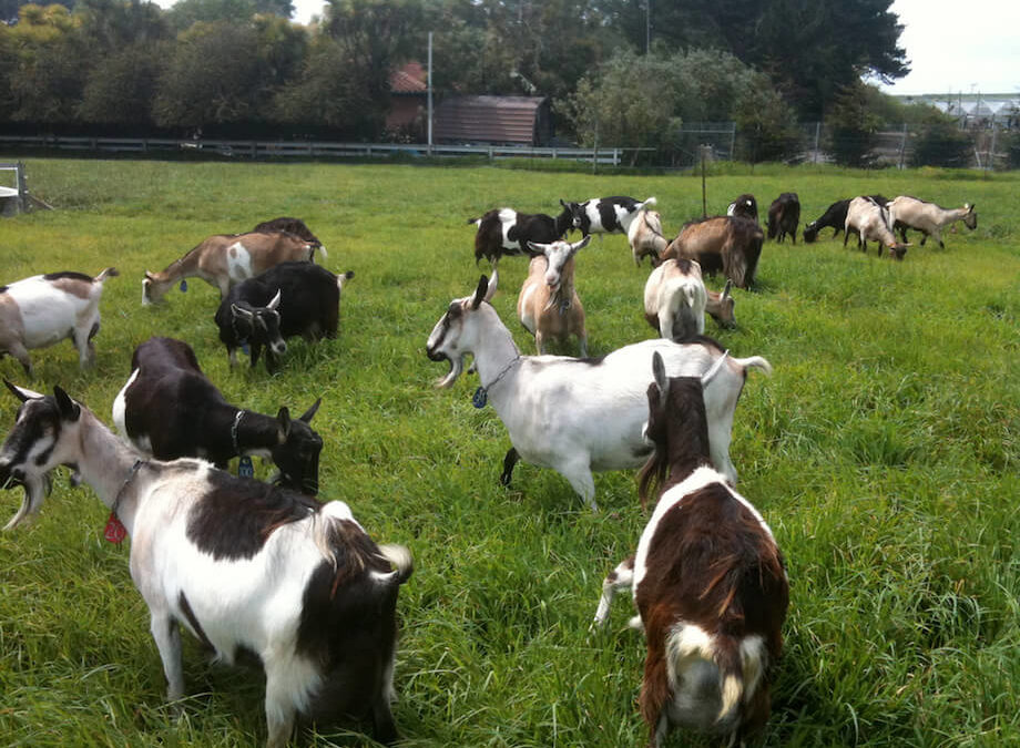 Benefits of Raising Goats