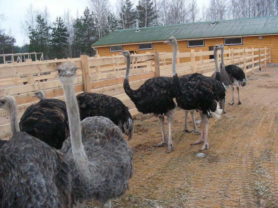 Ostrich Housing