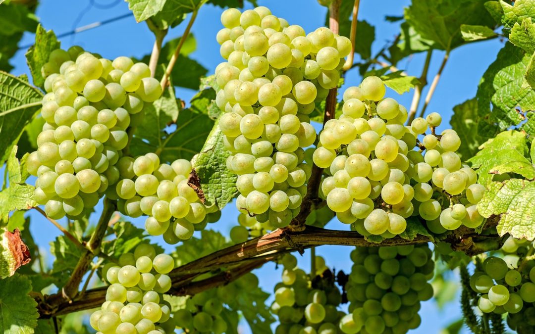 Requirements for Grape Farming in Pakistan