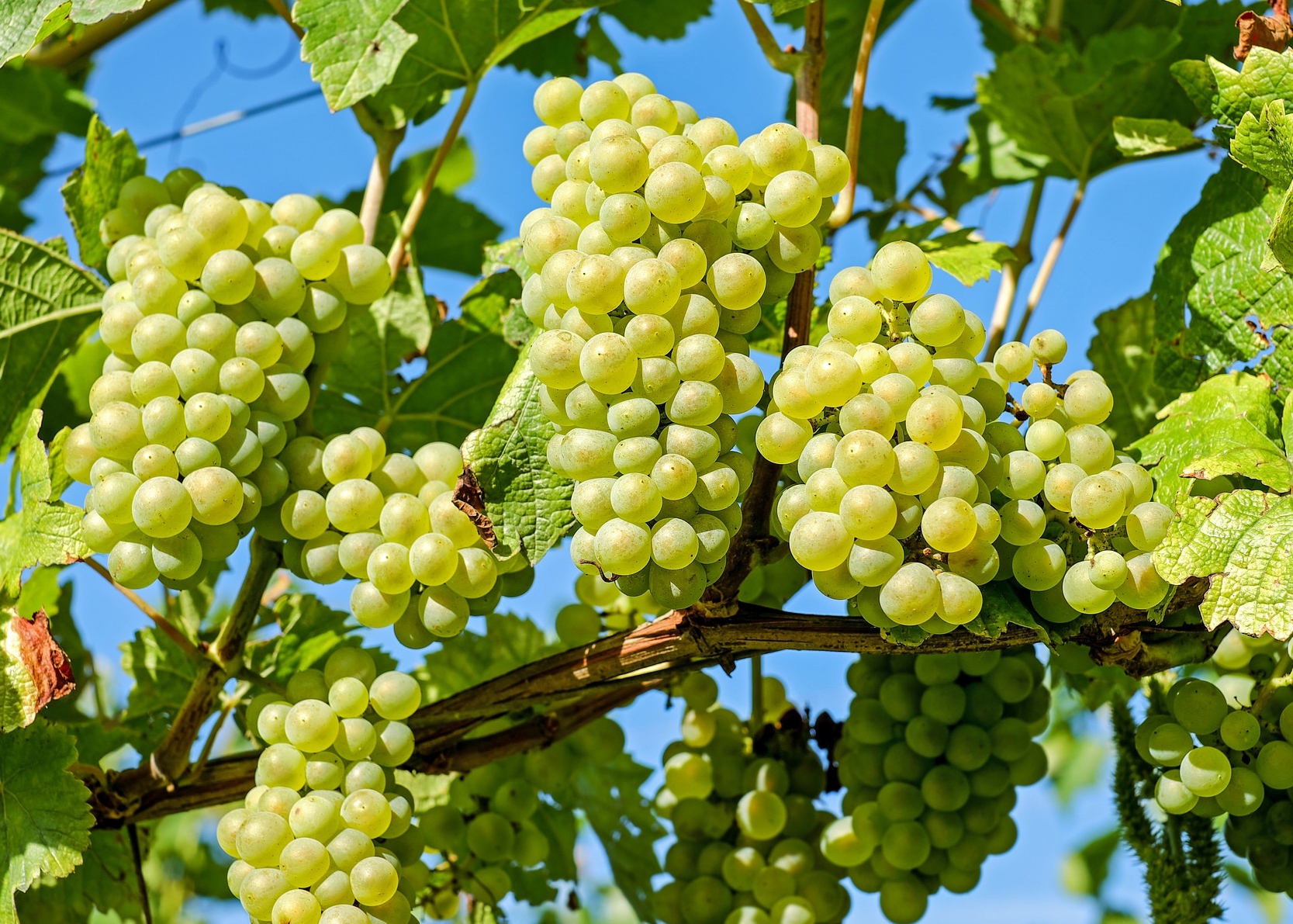 Requirements for Grape Farming in Pakistan - Multan Farms