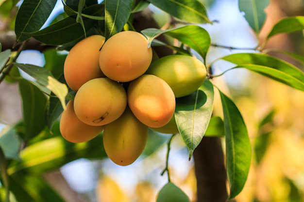 Making Organic Mango Production Relevant And Even Profitable