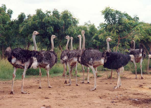 Recent developments in ostrich farming