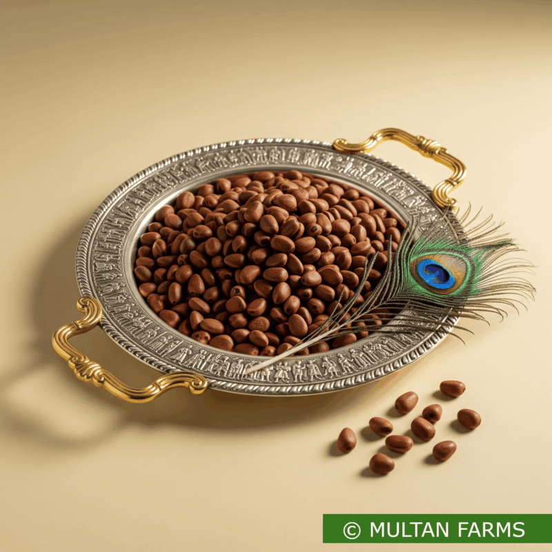 Pine Nuts (Chilgoza)